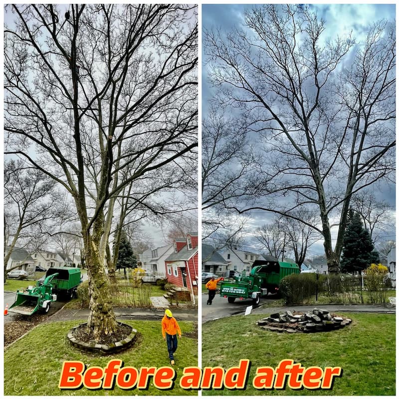 Commercial and Residential Tree Removal