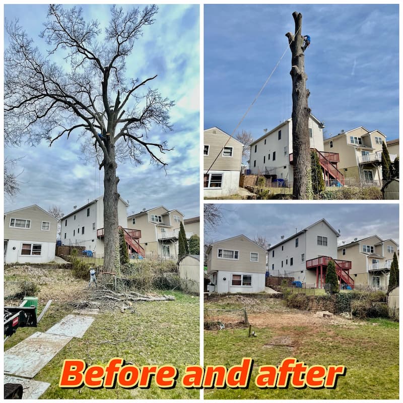 Tree Pruning and Trimming Services