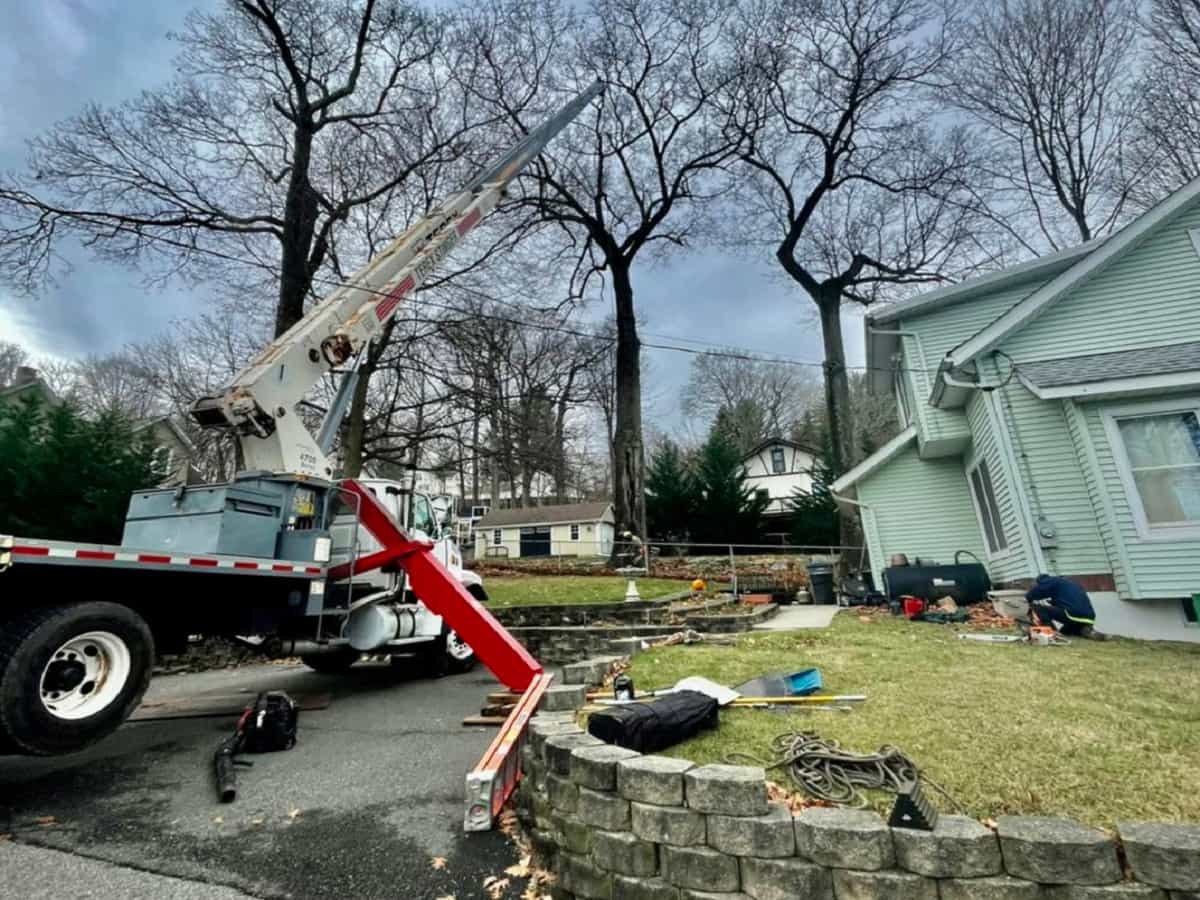 Commercial Tree Services