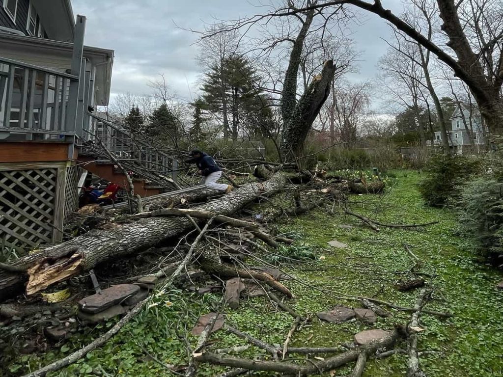 Emergency Tree Removal
