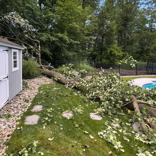 Emergency Tree Removal Services