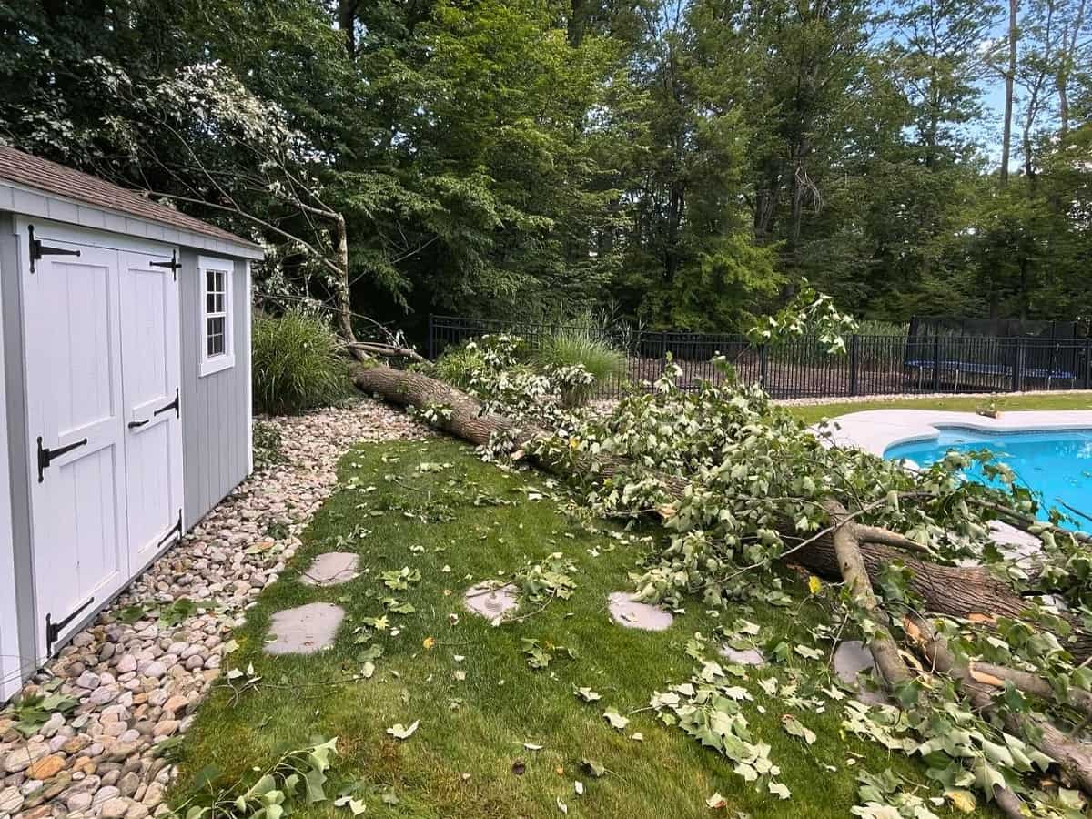 Emergency Tree Removal Services