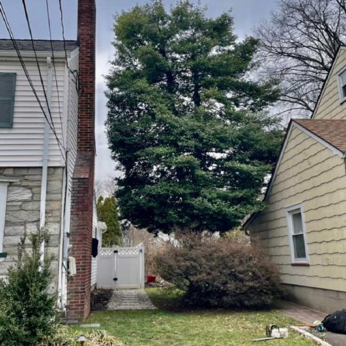 Residential Tree Services