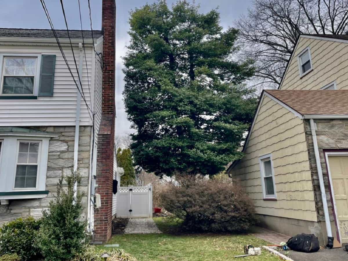 Residential Tree Services