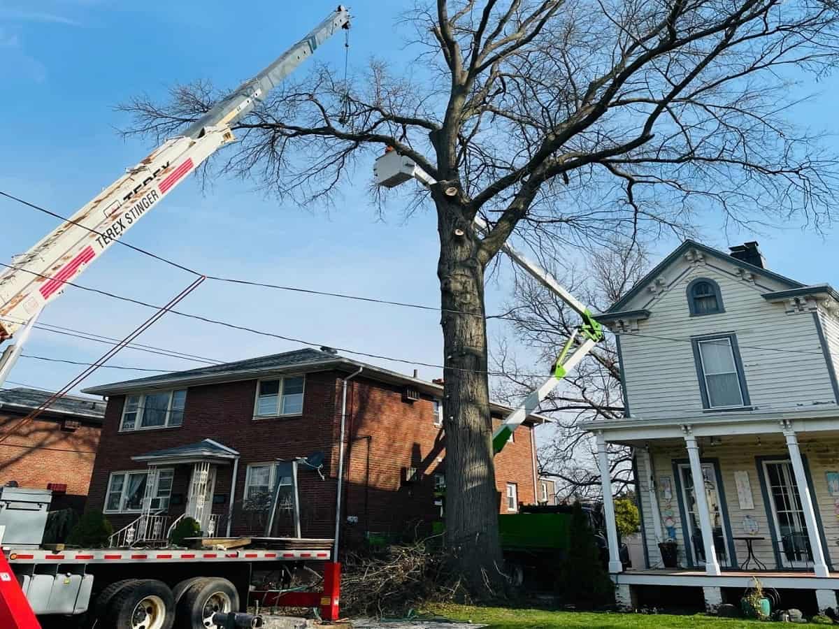 Residential Tree Services