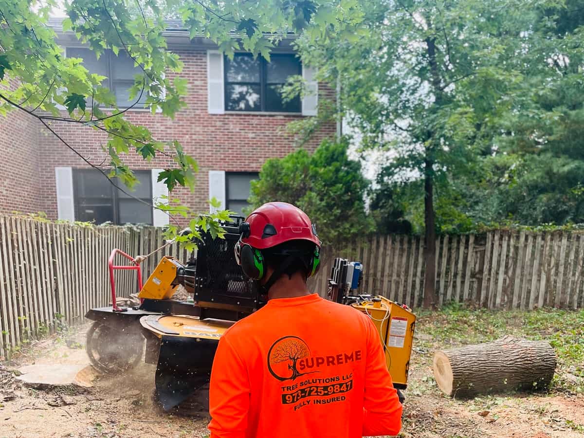 Stump Grinding