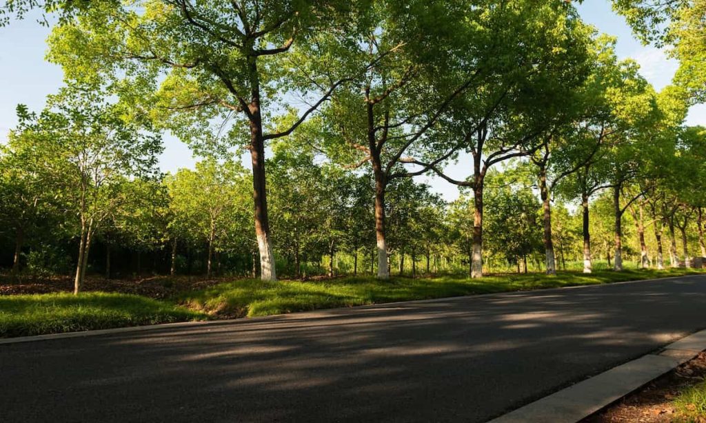 Supreme Tree Solutions LLC