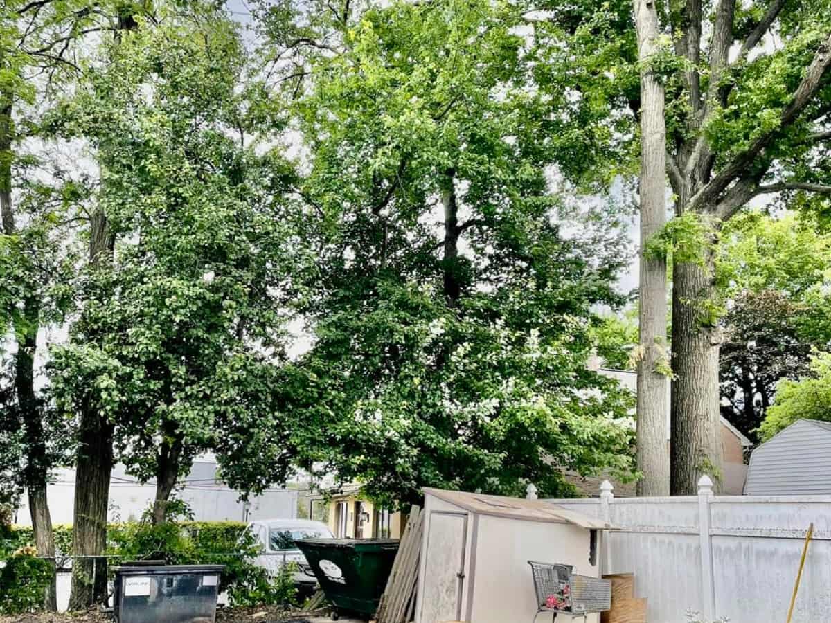 Tree Cabling