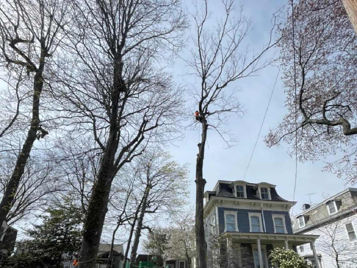 Tree Pruning