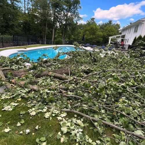 Tree Removal