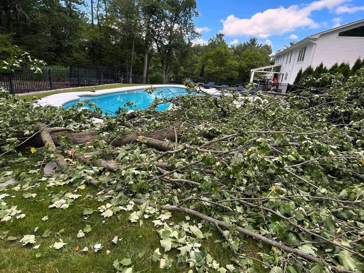 Tree Removal