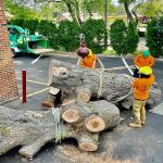 Tree Services