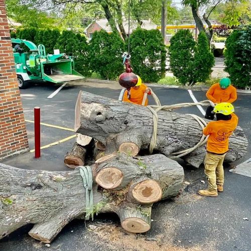 Tree Services