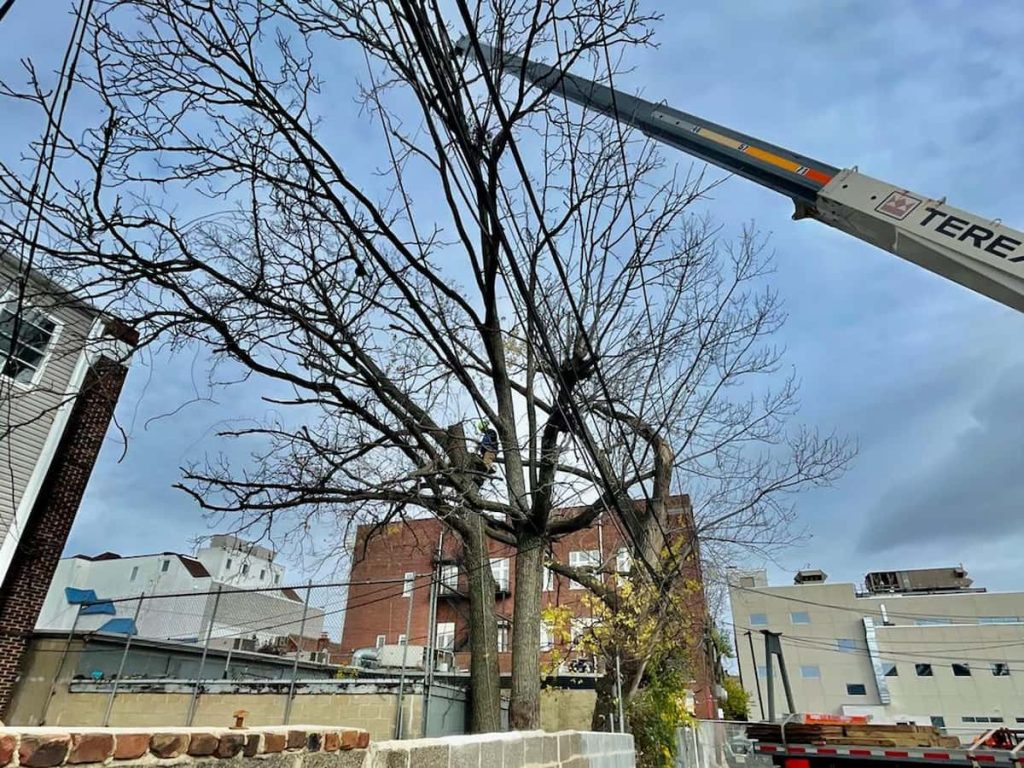 Tree Services