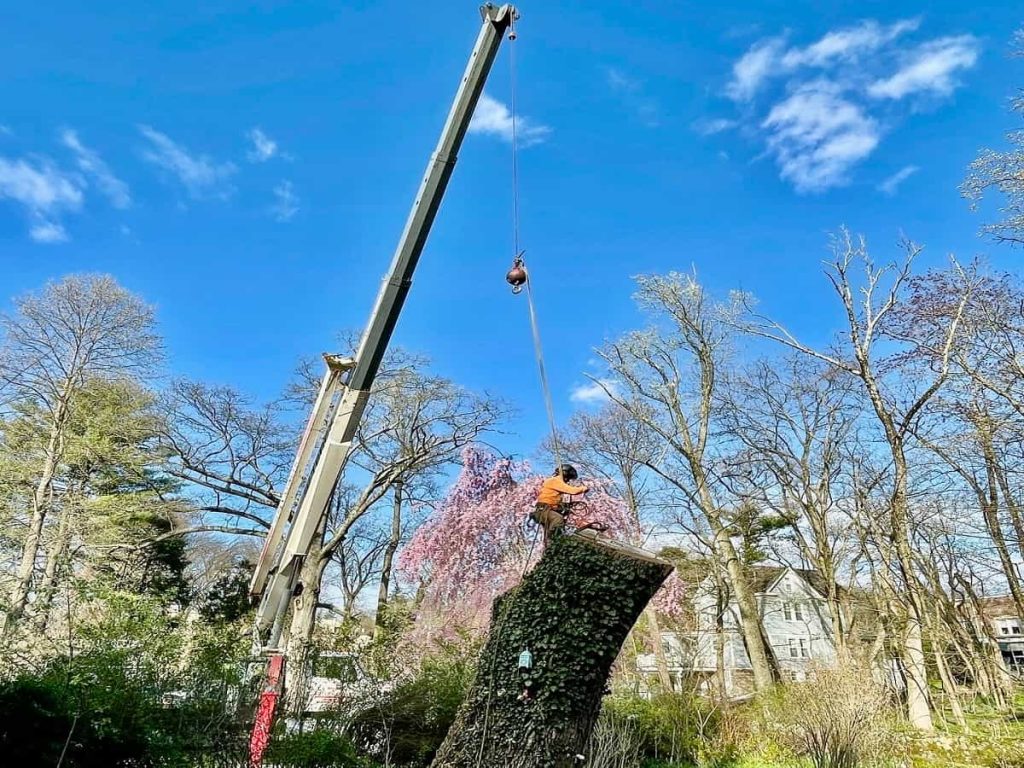 Tree Services in Clark, NJ