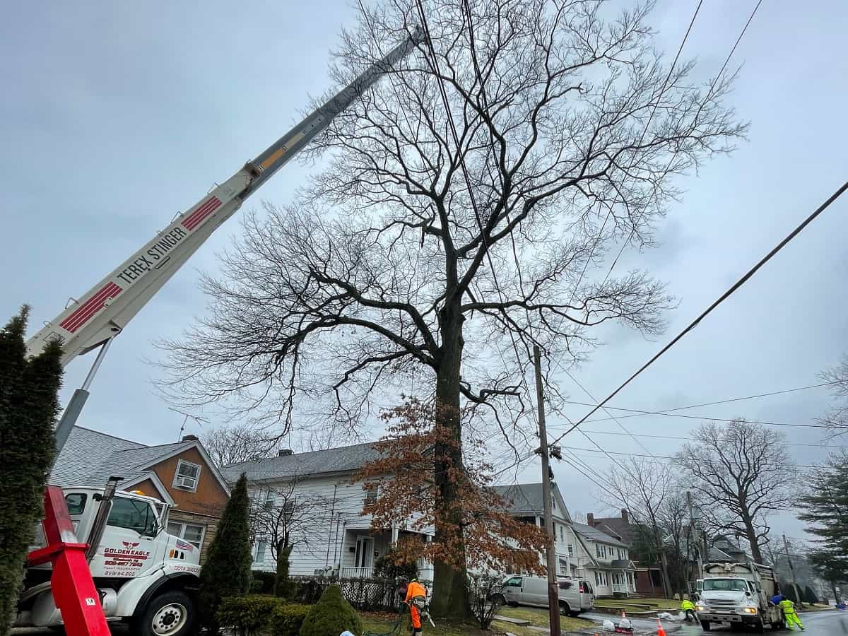 Tree Services in Cranford, NJ