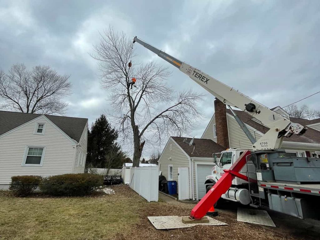 Tree Services in Scotch Plains, NJ
