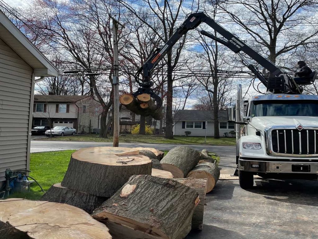 Tree Services in Springfield, NJ