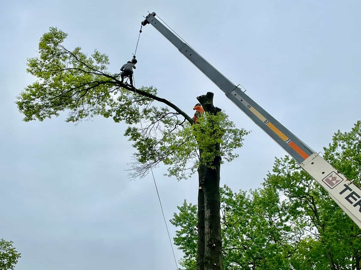 Tree Services in Union, NJ