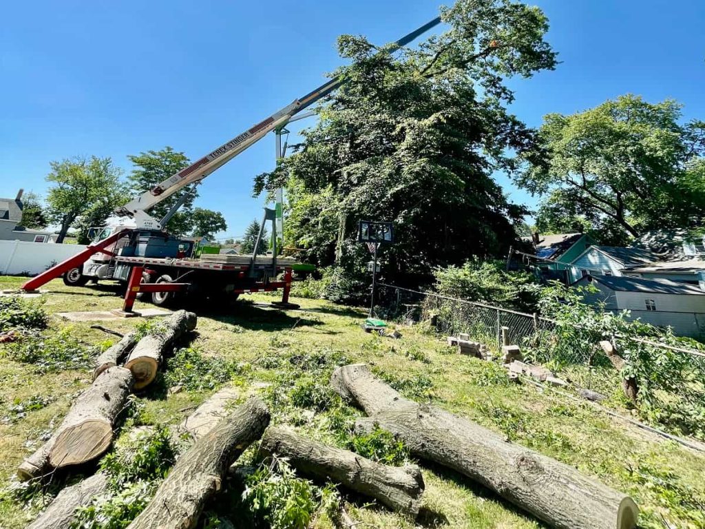 Tree Services in Westfield, NJ