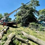Tree Services in Westfield, NJ