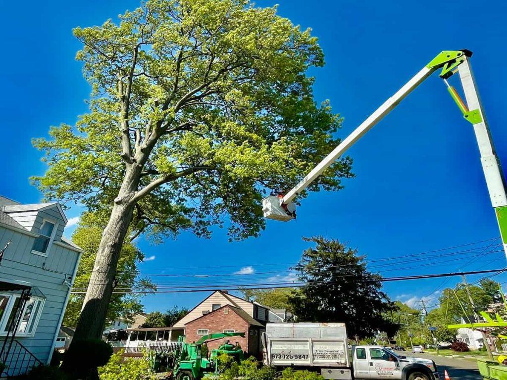 Tree Services in Woodbridge, NJ