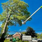 Tree Services in Woodbridge, NJ