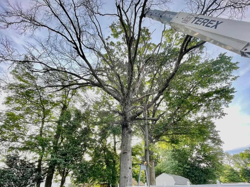 Tree Trimming
