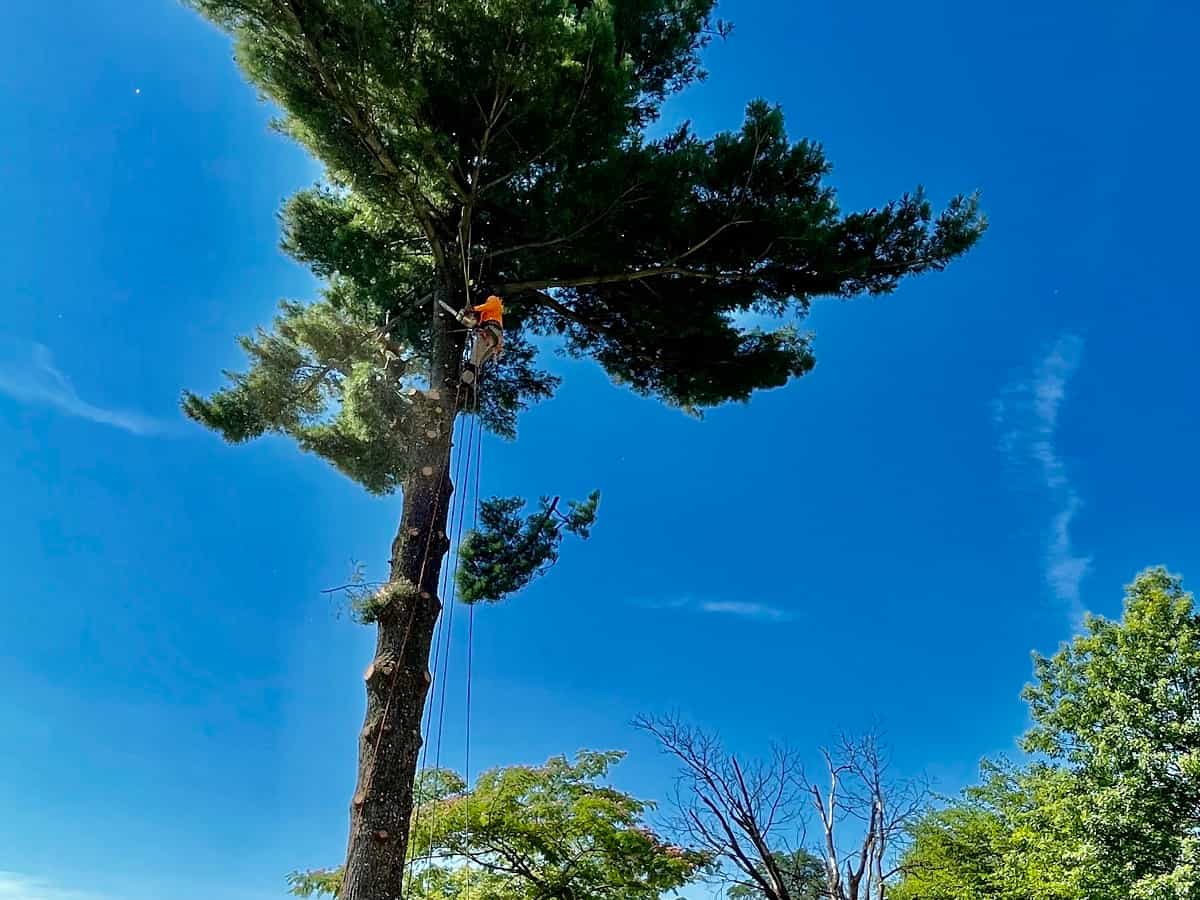Tree Trimming