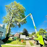 experts tree solution