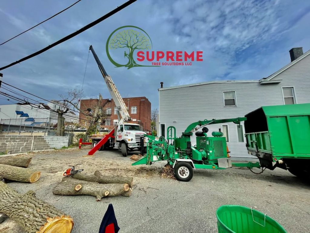 high-quality tree services